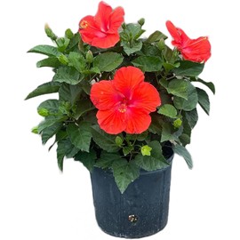 American Plant Exchange Hibiscus 'Red' Plant – Live Flowering Bush, 10-Inch Pot, Tropical Scarlet Blooms for Patios, Garden Beds, and Outdoor Landscapes