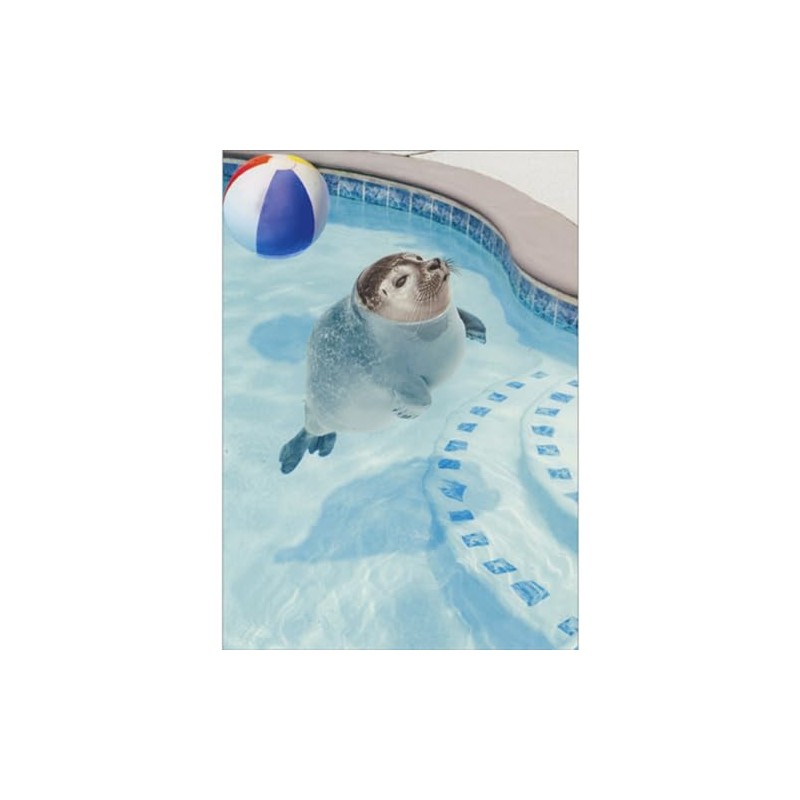 Avanti Press Seal Floating in Swimming Pool with Face Above