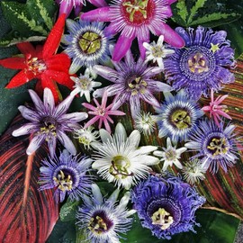 50+Perennial Passiflora Caerulea Passion Flower Seeds for Planting Outdoor-Edible Fruit Plant Attract Butterflies and Bees