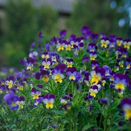 Johnny Jump Up Seeds - Packet - Purple/Yellow/White Flower Seeds, Heirloom Seed, Open Pollinated Seed Attracts Bees, Attracts Butterflies, Attracts Pollinators, Fragrant, Container Garden