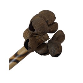 Maracas Shells of Fruit Pangi – Musical Instrument and Deco