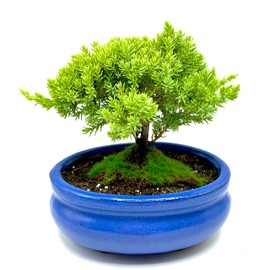 Live Dwarf Juniper Bonsai Tree Small | Indoor/Outdoor | 100% Handcrafted| Home and Office Décor | Best Gift for Holiday