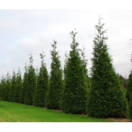 Thuja Green Giant Arborvitae - 30 Live Trees 2" Pot Size - Evergreen Privacy Plants