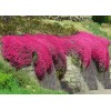 500+ Red Creeping Thyme Seeds -- Groundcover -- Non-GMO --