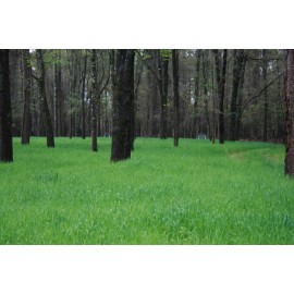 Seed Ranch Buck Forage Oats Food Plot Seeds - 1 Lb.