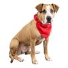 Balec Red Bandanas by Dozen 12 Pack for Women and