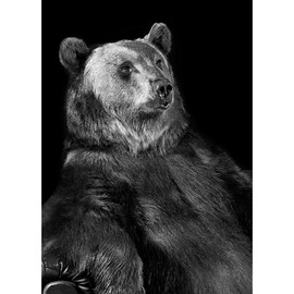 5 Animal Postcards Set # 7 Walter Schels