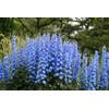 KIRA SEEDS - Seeds Blue Tall Delphinium - Annual Flowers