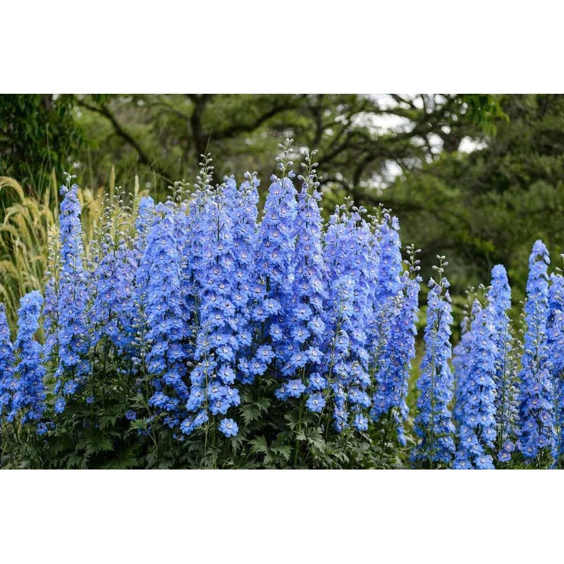 KIRA SEEDS - Seeds Blue Tall Delphinium - Annual Flowers