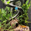 RUNANIA Crested Gecko Tank Accessories，Reptile Vines Plants with Coconut Shell