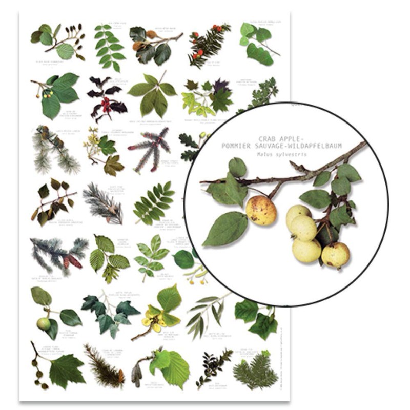 Buzz BRITISH TREE LEAF Nature Identification Poster - 35 Images