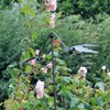 MAISONICA Tall 1.5m Rusty Swallow Metal Garden Stake Spinner Balancer