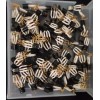 Motorola & Others FIVE Motorola M124 Gold Plated Transistors