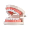 Dental Adult Standard Teeth Model, Typodont Demonstration Denture Model|Mouth Teeth