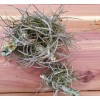 Mother Nature 25 Bulk Ball Clusters Of Tillandsia Recurvata, Air