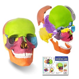 EVOTECH SCIENTIFIC Mini Skull Model, Didactic 15-Piece Palm-sized Anatomy Skull Model, Exploded Skull, Medical Teaching, Education, Study, Skull Puzzle