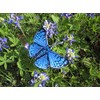 Blue Metalmark Butterfly Lasaia Sula Iron on or Sew on
