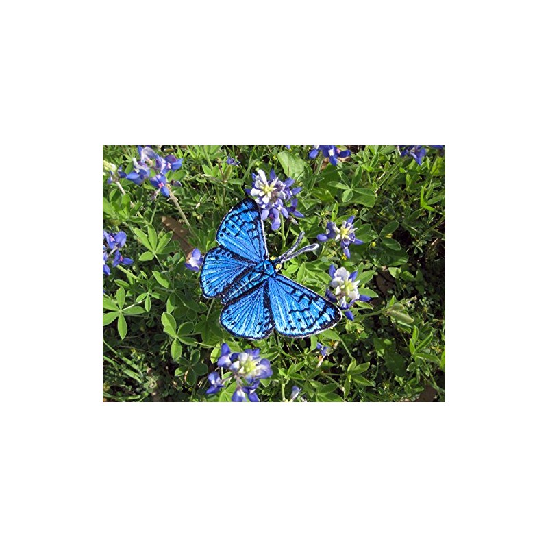 Blue Metalmark Butterfly Lasaia Sula Iron on or Sew on