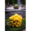 Gardenera's Citron Tree Soil Mix - The Perfect Blend of