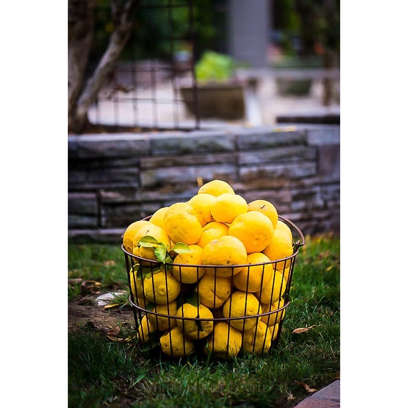 Gardenera's Citron Tree Soil Mix - The Perfect Blend of