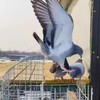 Pigeon Cage, Household Automatic Sky Falling Bird Container Rotating Flip