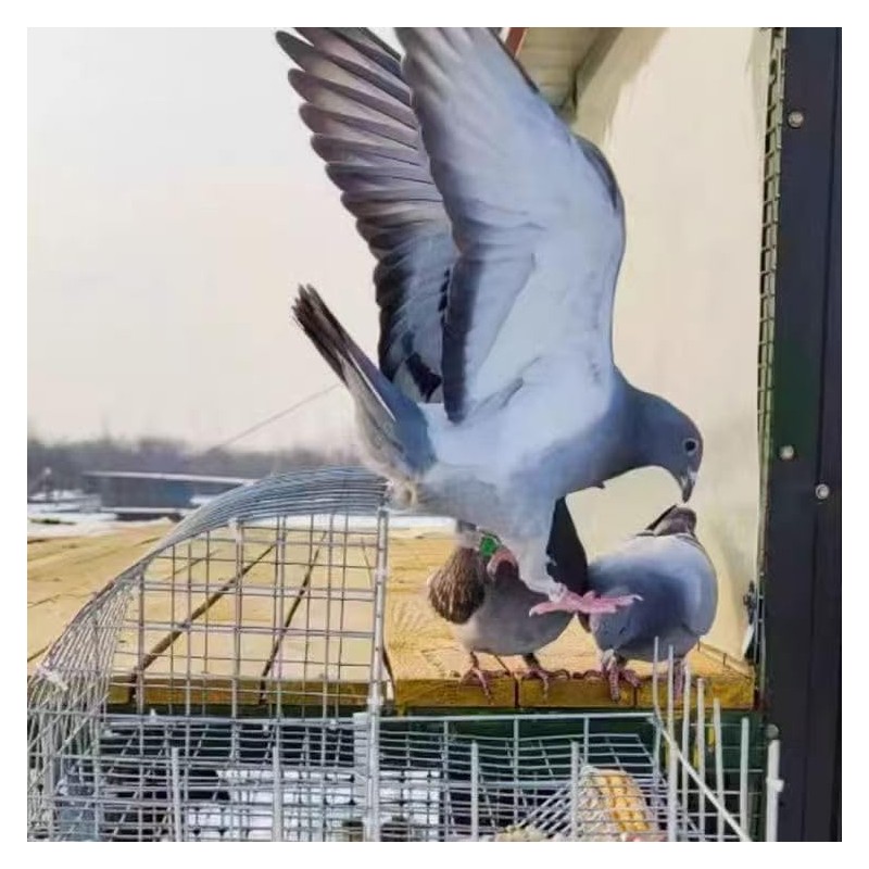 Pigeon Cage, Household Automatic Sky Falling Bird Container Rotating Flip