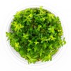 SubstrateSource Rotala Mexicana Tissue Culture Aquatic Live Aquarium Plant - 100% Snail Free in Vitro Cup (Mexican Rotala)