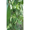 Premium Vanilla Beans, 6 Pieces, 15-16 cm Long, Packed in