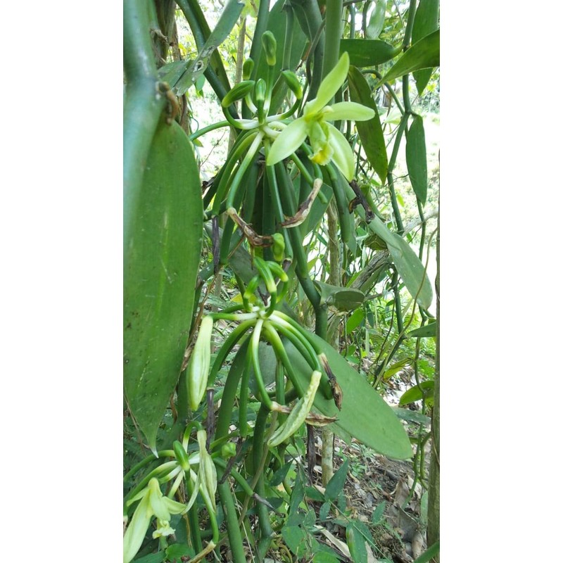 Premium Vanilla Beans, 6 Pieces, 15-16 cm Long, Packed in