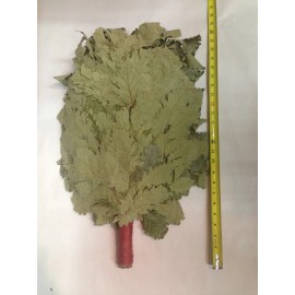 Russian Banya Professional Caucasian Oak Sauna Banya Broom/Whisk.[3 pcs] Веник для бани кавказский Дуб 2025