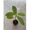 Avocado Tree 15” No Pot Live Plant Ready To Plant