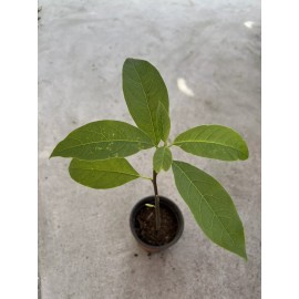 Avocado  Tree 15” No Pot Live Plant Ready To Plant