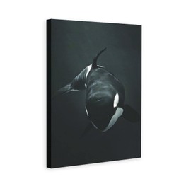 XDTIOPIMY Animal Wall Art Decor Black And White Killer Whale Canvas Print Decor Office Room Decor Picture Paintings for Living Room Bedroom Framed Ready to Hang 12x18 inchs