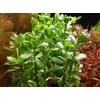 Potted Live Aquarium Plants | Freshwater Aquatic Plants for Aquariums