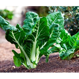TomorrowSeeds - Large White Ribbed Swiss Chard Seeds - 1000+ Count - for 2026 Planting Silverbeet Spinach Beet Kale Collards Fordhook Garden Cold Hardy Vegetable Grow Your Own Home Farm Patio Healthy