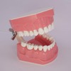 Dental Teeth Model Typodont for Brushing Flossing Practice Demonstration Teaching