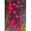 Kurt Adler 100-LIGHT SET GRAPE CLUSTER Red BURGUNDY GRAPE Indoor/Outdoor