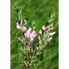 Health Embassy Spiny Restharrow Root (Ononis spinosa L), 50 g