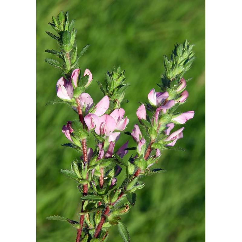 Health Embassy Spiny Restharrow Root (Ononis spinosa L), 50 g