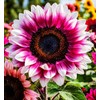 100 Strawberry Pink & White Sunflower Seeds: Heirloom Beauty for