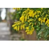 Fresh Acacia Golden Wattle Tree Seed fresh 40 seeds .