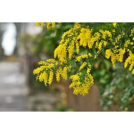 Fresh Acacia Golden Wattle Tree Seed fresh 40 seeds . Fresh crop.