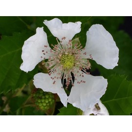 Emeralds TM Thorned BlackBerry Plant Large Fruit Low Chill Heirloom Brazo 4 Inch Pot