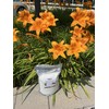 Improve Your Lawn and Garden with Soil Vigor for Long-Term