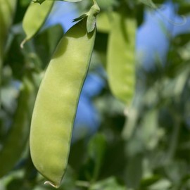 Snow Pea Garden Seeds - Oregon Giant - 4 Oz Seed Packet ~450 Seeds - Non-GMO Vegetable Gardening Seeds - Sweet Pea Pods