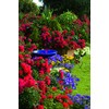 Live Plant from Green Promise Farms Flower Carpet Roses ROSA