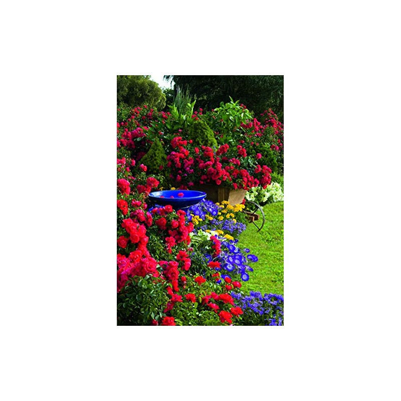 Live Plant from Green Promise Farms Flower Carpet Roses ROSA