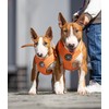 BullyBillows Active Light Dog Harness With Handle - Premium Harness