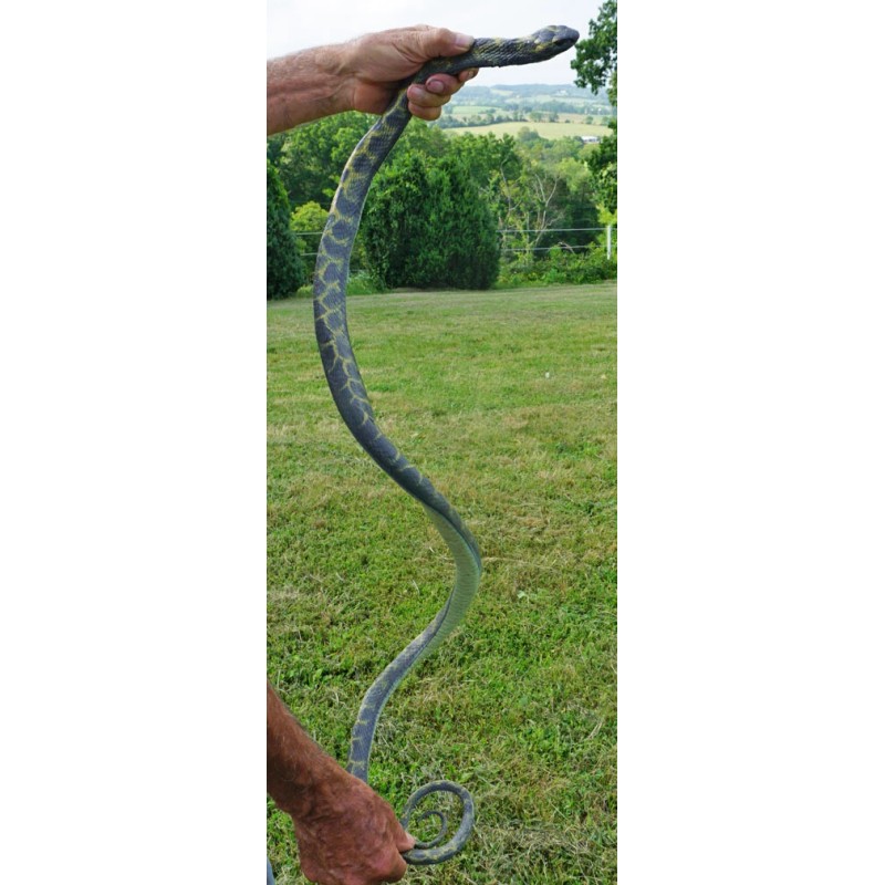 5' Realistic Chain King Snake Replica - Rubber
