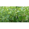 100+Tomatillo Seeds CapeGooseberry Chinese Lantern Fruit Golden Ground Berry USA